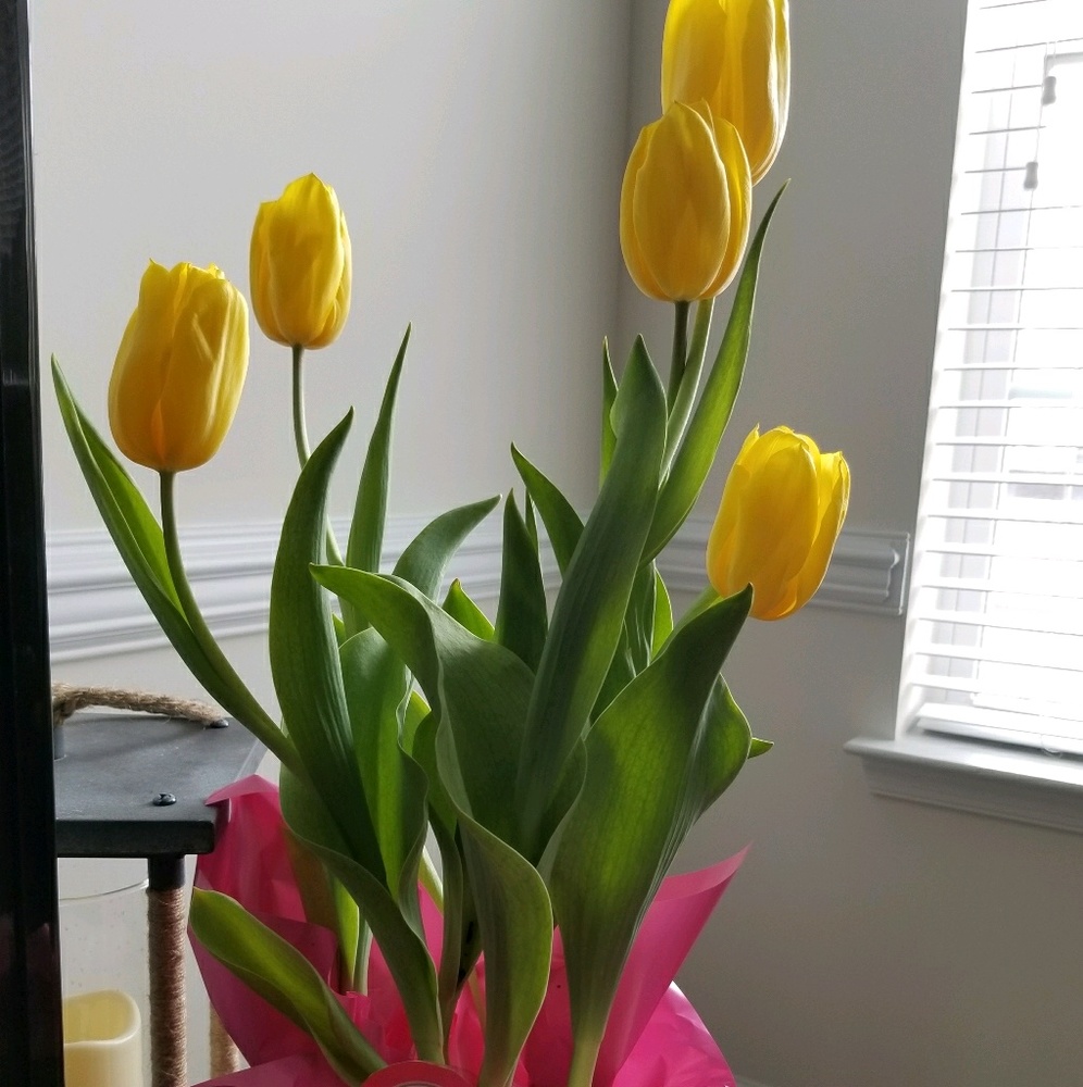 Meet your Posher, Samantha